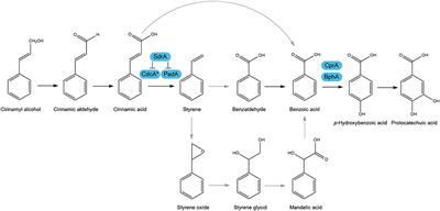 Cinnamic Acid and Sorbic acid Conversion Are Mediated by the Same Transcriptional Regulator in Aspergillus niger